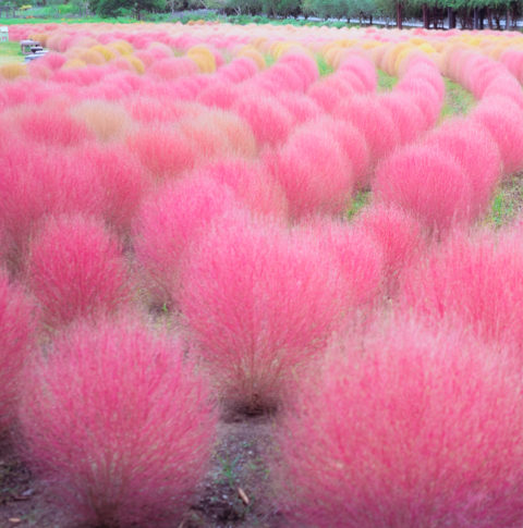 {{brizy_dc_image_alt entityId=