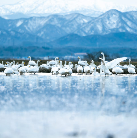 {{brizy_dc_image_alt entityId=